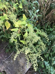 Chenopodiastrum simplex