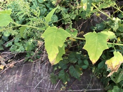 Chenopodiastrum simplex