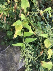 Chenopodiastrum simplex