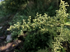 Chenopodiastrum simplex