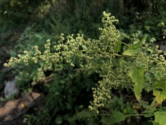 Chenopodiastrum simplex