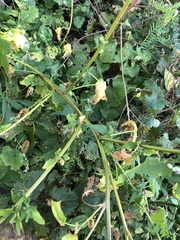 Chenopodiastrum simplex