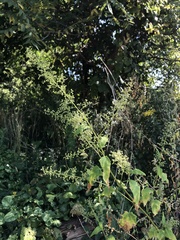 Chenopodiastrum simplex