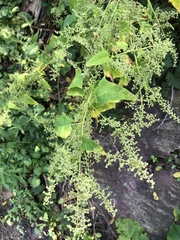 Chenopodiastrum simplex