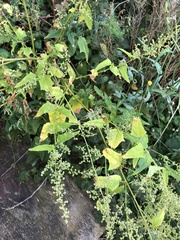 Chenopodiastrum simplex