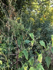 Chenopodiastrum simplex