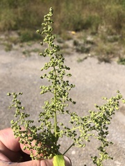 Chenopodiastrum simplex