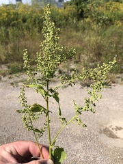 Chenopodiastrum simplex