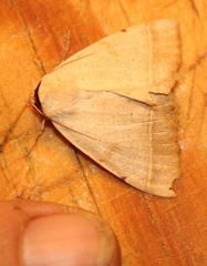 Ctenusa pallida