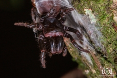 Sphodros abboti
