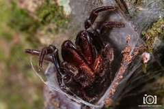 Sphodros abboti