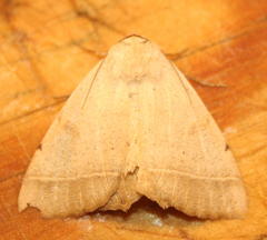 Ctenusa pallida