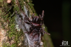 Sphodros abboti