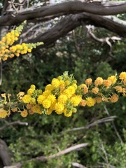 Acacia paradoxa