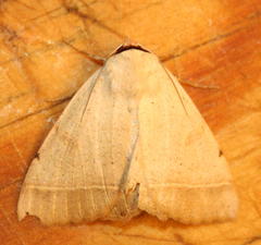 Ctenusa pallida