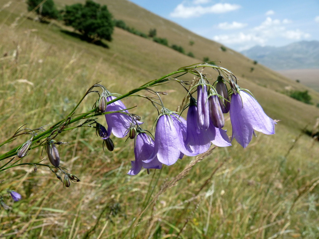 Campanula micrantha