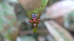 Leptapoderus