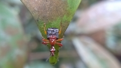 Leptapoderus