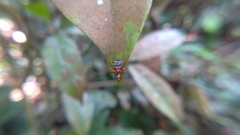 Leptapoderus