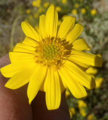 Osteospermum sinuatum sinuatum