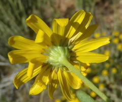 Osteospermum sinuatum sinuatum