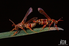 Vitacea polistiformis