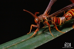 Vitacea polistiformis