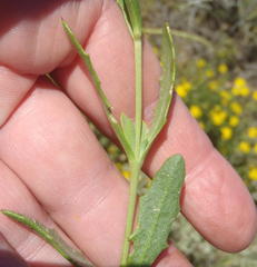 Osteospermum sinuatum sinuatum