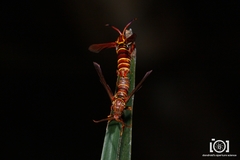 Vitacea polistiformis