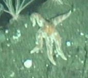 Orthasterias koehleri