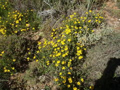 Osteospermum sinuatum sinuatum