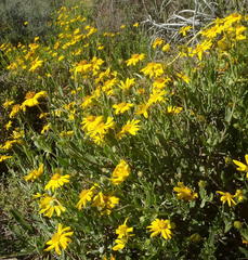 Osteospermum sinuatum sinuatum