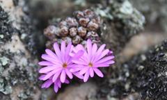 Conophytum luckhoffii