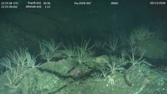 Orthasterias koehleri