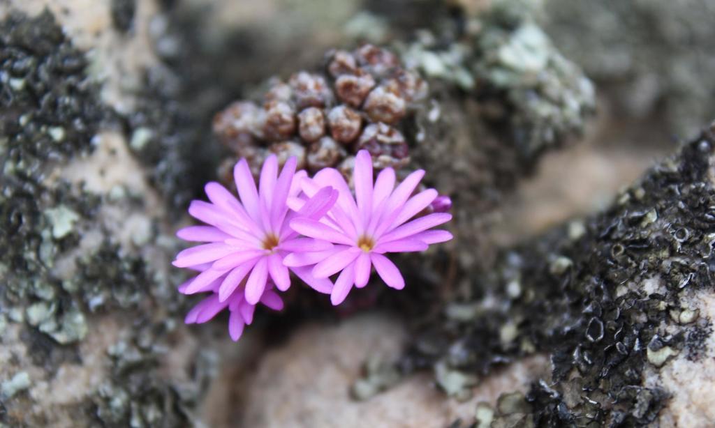 Conophytum luckhoffii