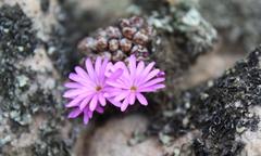 Conophytum luckhoffii