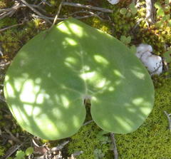 Othonna perfoliata
