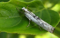 Crambus sparsellus