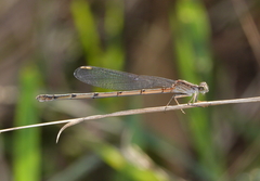 Pseudagrion cingillum