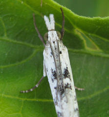 Crambus sparsellus