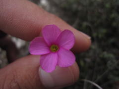 Oxalis engleriana