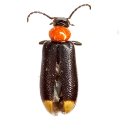 Pedilus terminalis
