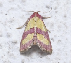 Phoenicophanta bicolor
