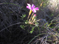 Oxalis engleriana