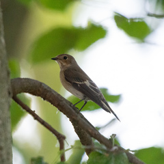 Ficedula hypoleuca