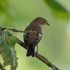 Ficedula hypoleuca