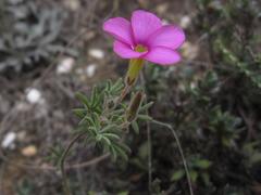 Oxalis engleriana