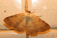 Ctenusa pallida