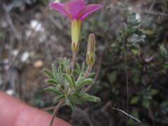 Oxalis engleriana