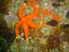 Fromia schultzei